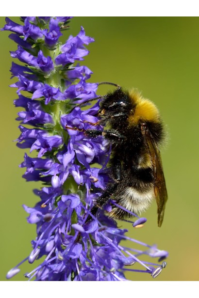 Вероніка колосиста медоносна квітка